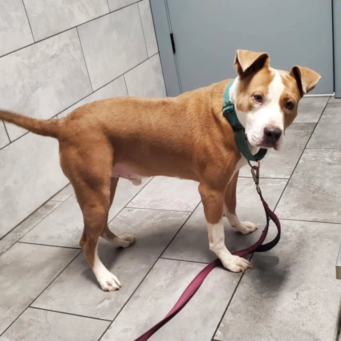 BRUNO - FOSTER NEEDED/FOSTER TO ADOPT
π¨Bruno is not currently safe. He needs a committed foster for Saturday Sept. 27th in order for us to save him.
Bruno is a sweet, goofy 5-year-old boy who loves to show his excitement with spins whenever he&r