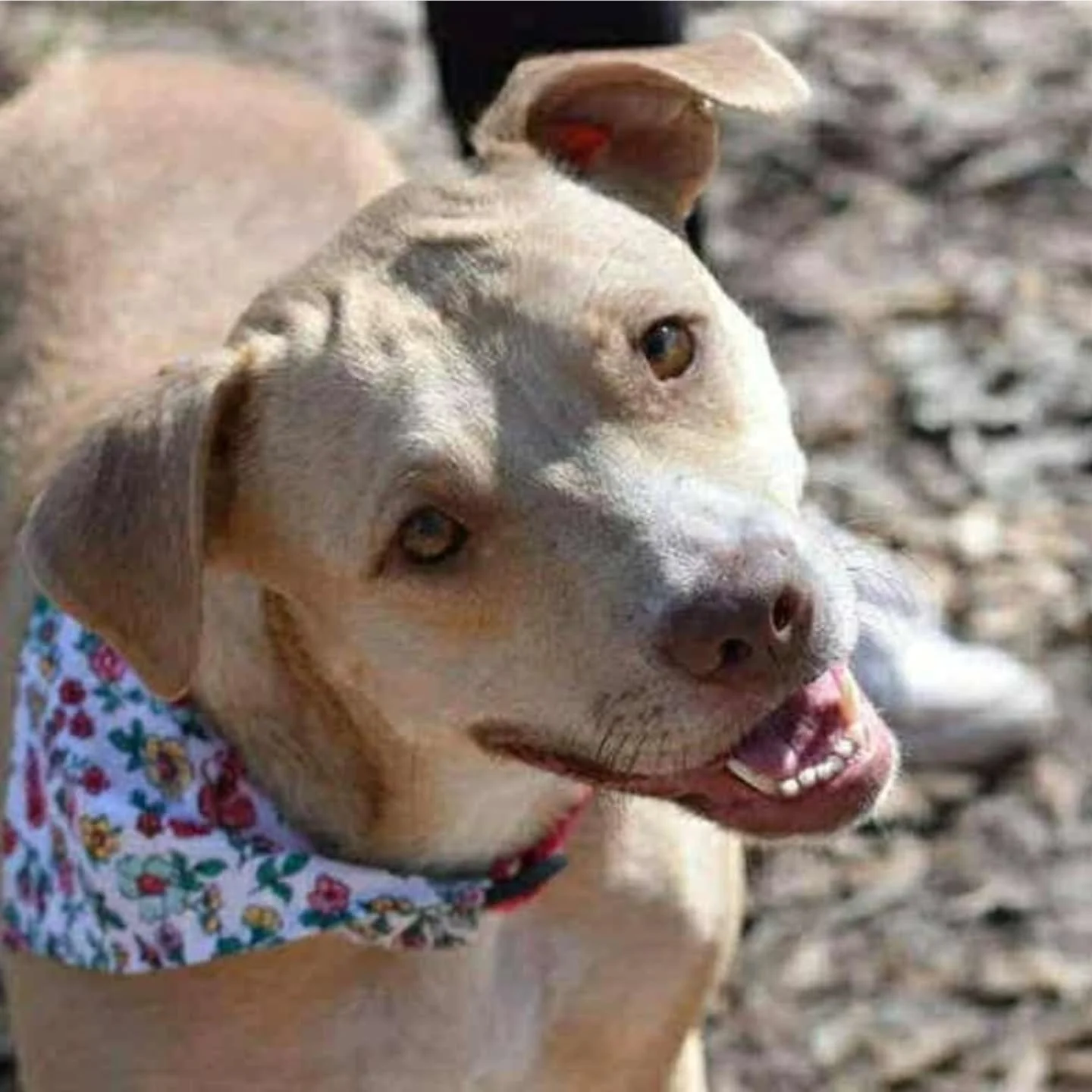 NOEL - FOSTER NEEDED/FOSTER TO ADOPT
Noel is a 2-year-old, 48 lb sweetheart (a little on the chunky side, which only makes her more lovable π). She is good with people and other dogs, and kitty cats.
Noel’s story is one of heartb