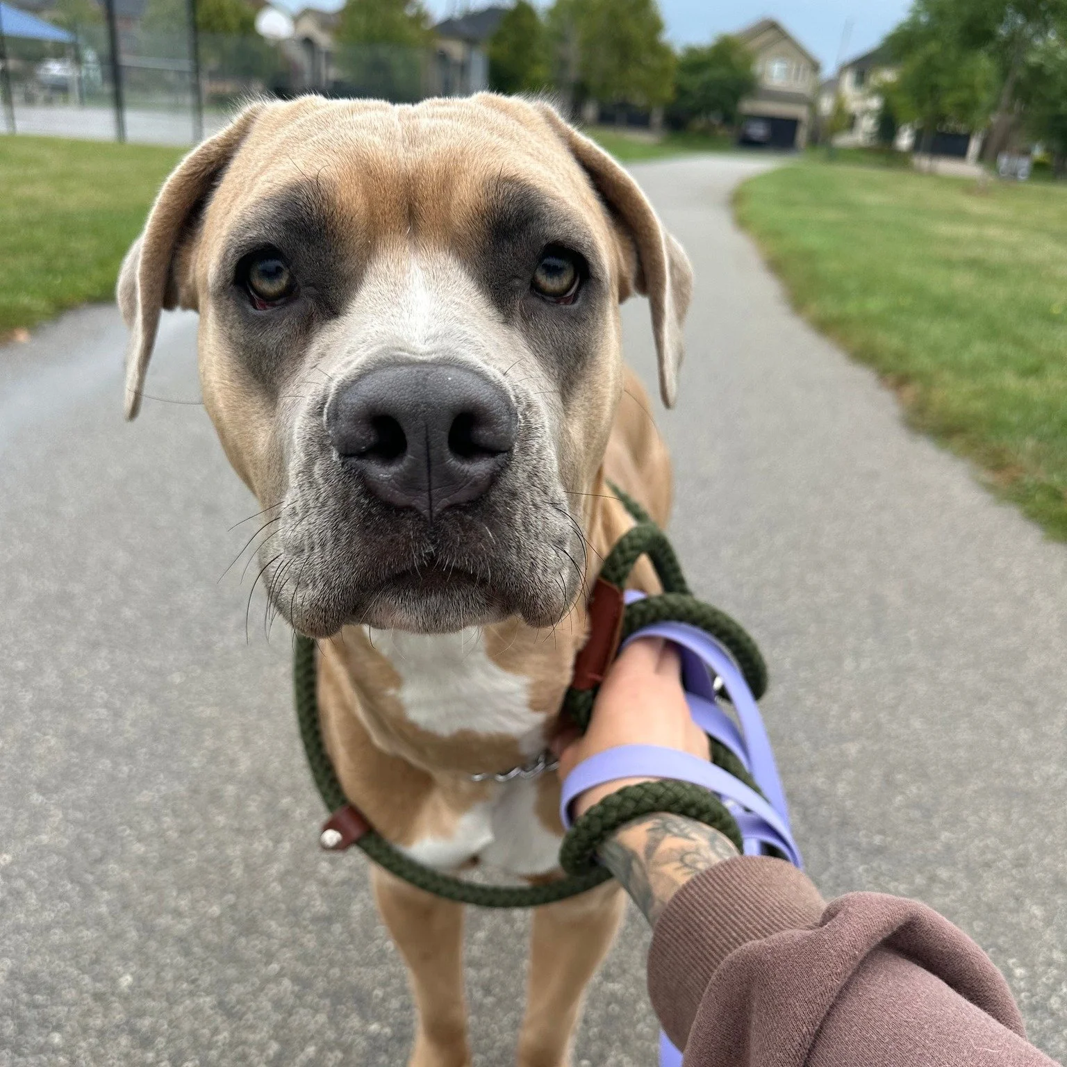 π OLIVE – AVAILABLE FOR ADOPTION π
π Fostered in Ancaster, ON | 8 months | Mastiff x American Bulldog
This beauty hasn’t found her forever family yet… could it be YOU? π₯ΉπΎ
Meet Olive π — playful, brainy, and full of z
