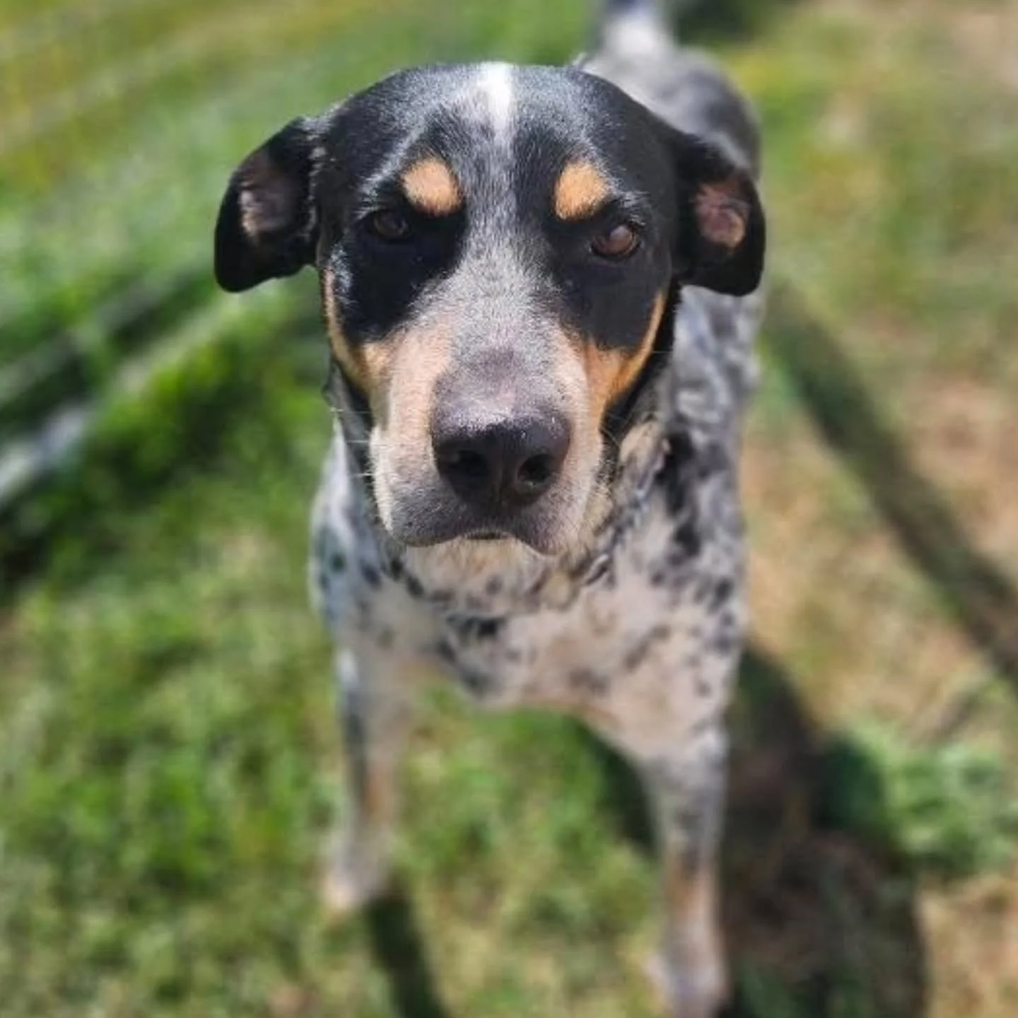 DIESEL – AVAILABLE FOR ADOPTION πΎ
7 Years Old | Heeler Mix | 63 lbs
A sweet, goofy, and loyal boy who just wants to be part of everything you do! Whether it’s long walks, playtime, couch cuddles, or snoozing at your feet — Diesel