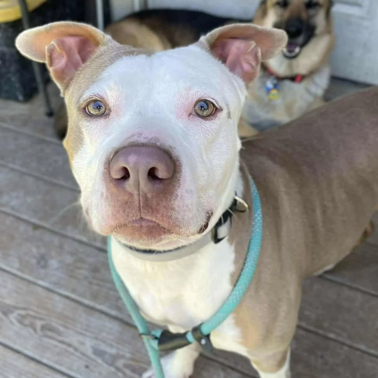 SAM - FOSTER NEEDED/FOSTER TO ADOPT
π© Sam is a very good boy
Sam is not currently in our care. We do need a committed foster confirmed, to save his life. Please consider fostering this sweet boy. He needs a foster lined up for SEPT 27th
Sam