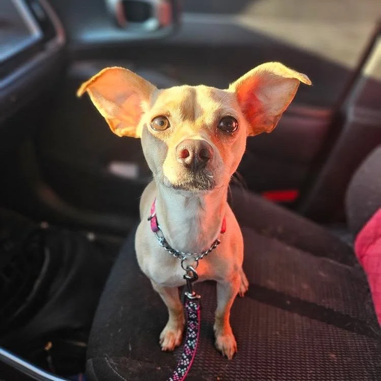 β¨πΎ BELLA – AVAILABLE FOR ADOPTION πΎβ¨
1.5 yrs | Chihuahua Mix | 12 lbs
Meet Bella (aka Belly Bear) π A quirky little firecracker who’ll keep you laughing with her mischief… then curl up sweetly like the angel she pretends to be
