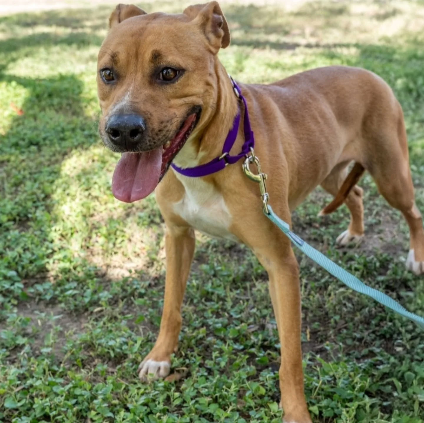 π MAPLE – URGENT FOSTER NEEDED/FOSTER TO ADOPT π¨
DEADLINE: We have limited time to find Maple a foster. She needs a confirmed placement by September 24th. π
Maple is a gentle, timid 2-year-old girl who takes a little ti