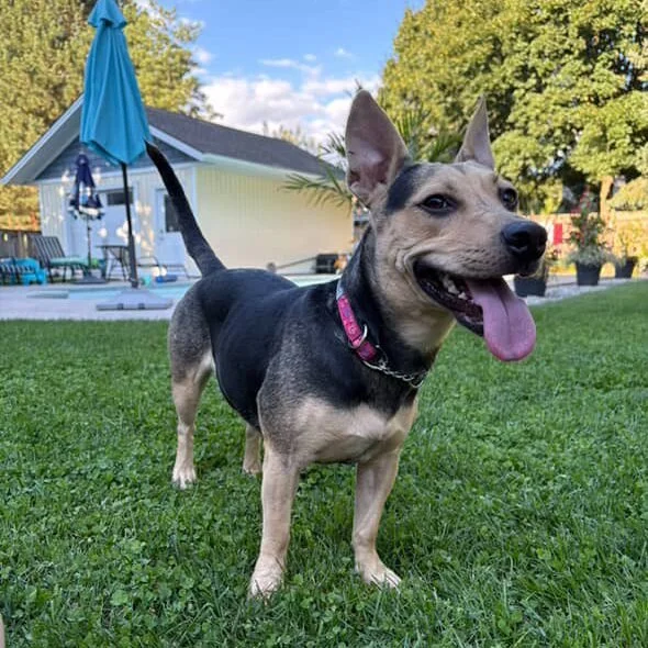 JULIA – AVAILABLE FOR ADOPTION
Meet Julia! (also known as Jules or JJ)
Julia is a 2-year-old Terrier mix, about 35 lbs, with the perfect blend of playful energy and couch potato vibes. She’s obsessed with walks, loves fetch, and is alwa