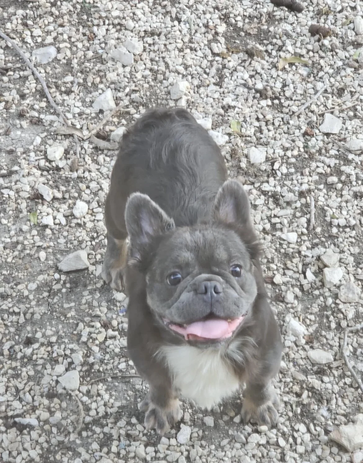 CHEWY