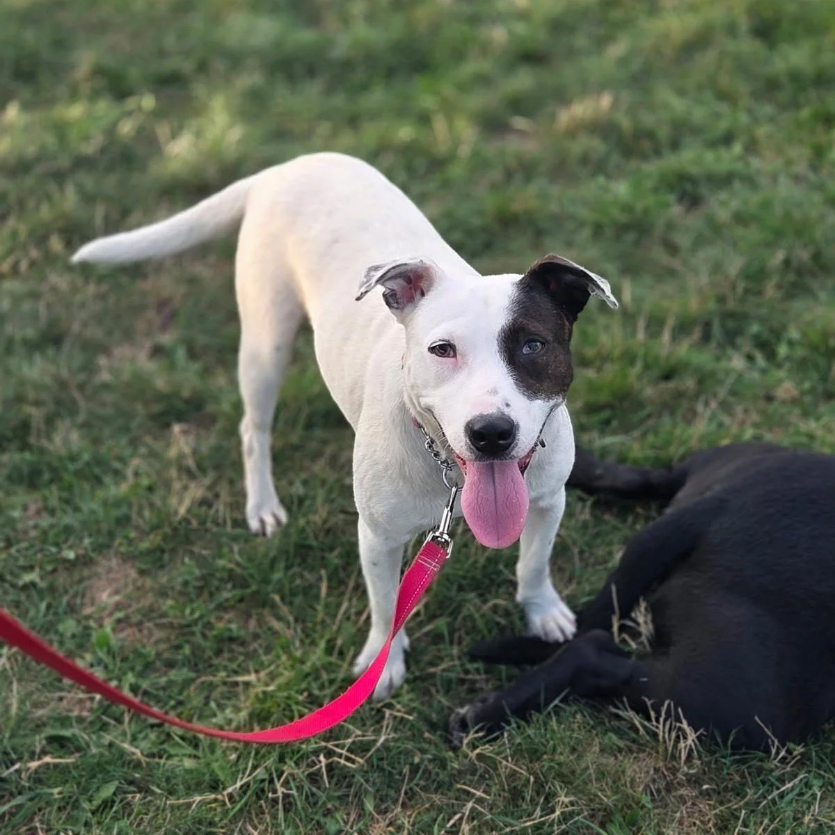 SADIE – AVAILABLE FOR ADOPTION
1 Year Old | Female | 32 lbs | Cattle Dog / Corgi Mix
Sadie’s journey hasn’t been easy. She was found as a scared little puppy, dumped on farmland with no one to care for her. With love, patience, an