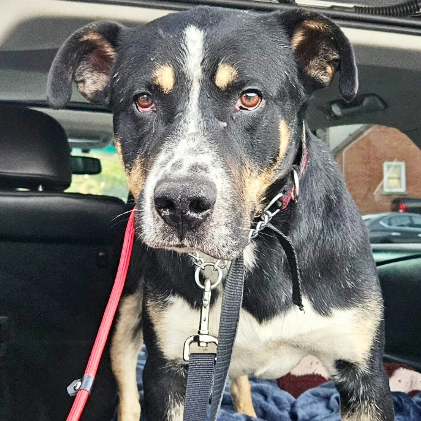 ⚠️⚠️⚠️&nbsp;URGENT: REZ DOG NEEDS HELP&nbsp;⚠️⚠️⚠️&nbsp;

&nbsp;Zeus&nbsp;is a&nbsp;1.5-year-old male dog&nbsp;who&rsquo;s been through more than any pup should. He&rsquo;s&nbsp;unneutered,&nbsp;in pain, and desperately needs&nbsp;a quiet, loving hom