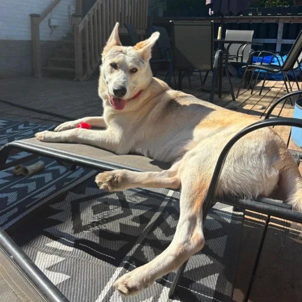 FAITH &ndash; AVAILABLE FOR FOSTER-TO-ADOPT OR ADOPTION 🐶

Faith is a stunning 3-year-old Husky/Shepherd mix, weighing about 70 lbs, with a heart as soft as her fur. She has not had an easy start to life&mdash;she was neglected, bred, and left with 