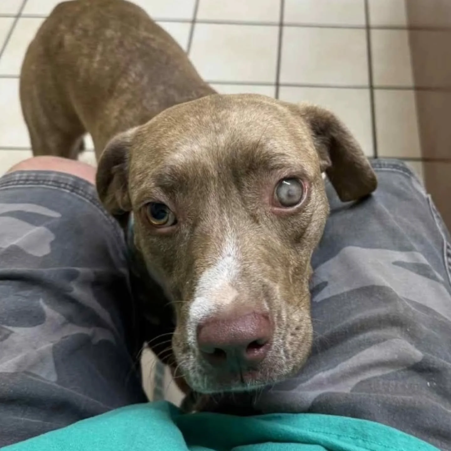 Popeye&nbsp; - FOSTER NEEDED/FOSTER TO ADOPT&nbsp;

Popey is an 18-month-old, 45-pound sweetheart who&rsquo;s survived unthinkable cruelty &mdash; he lost one eye after being beaten, but that hasn&rsquo;t stopped his spirit or his love for people. De