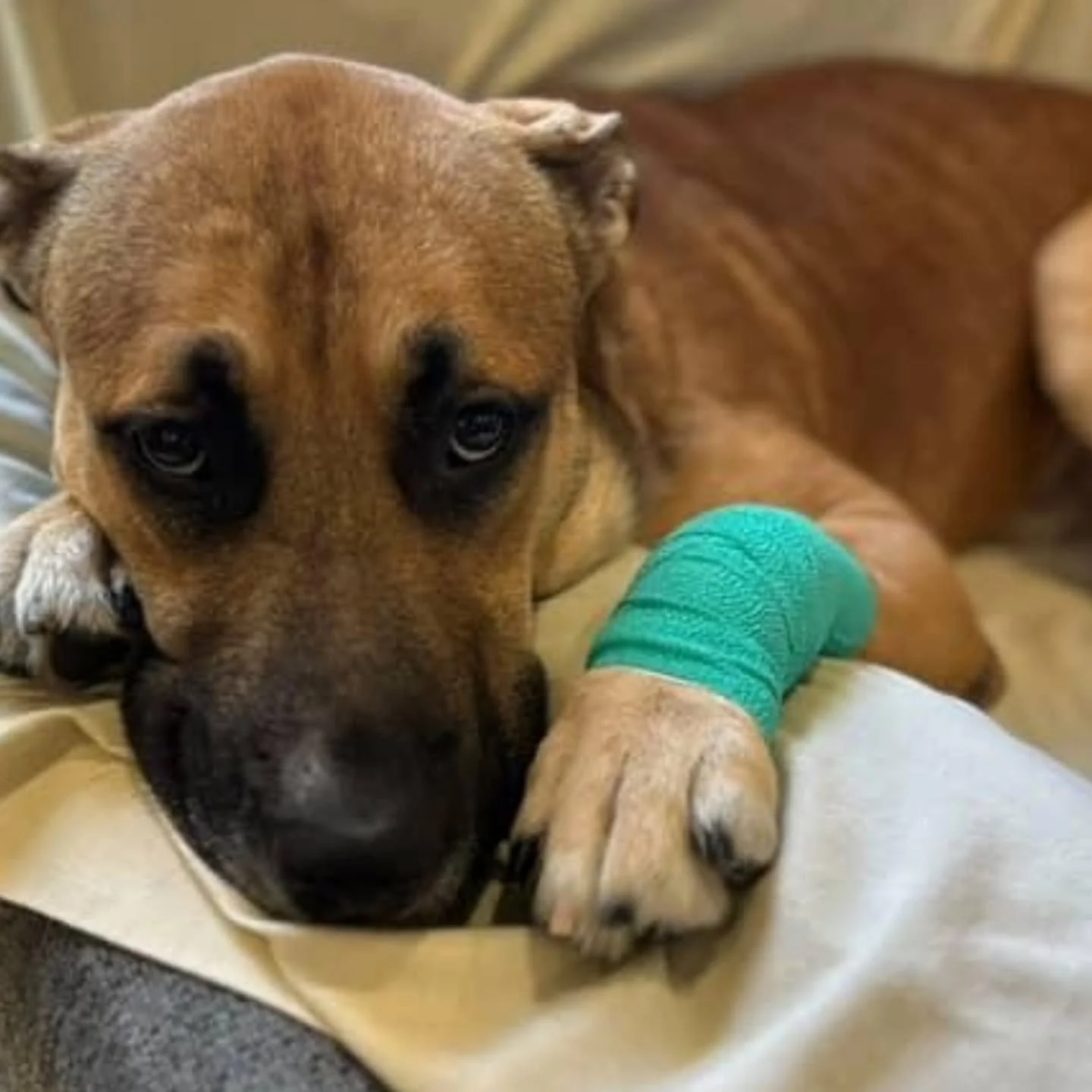 FRANKLIN&nbsp;&ndash; AVAILABLE FOR ADOPTION

Meet&nbsp;Franklin, a 3-year-old Mastiff x German Shepherd mix who&rsquo;s as goofy and lovable as he is resilient. For the first three years of his life,&nbsp;Franklin&nbsp;was locked away in a room with