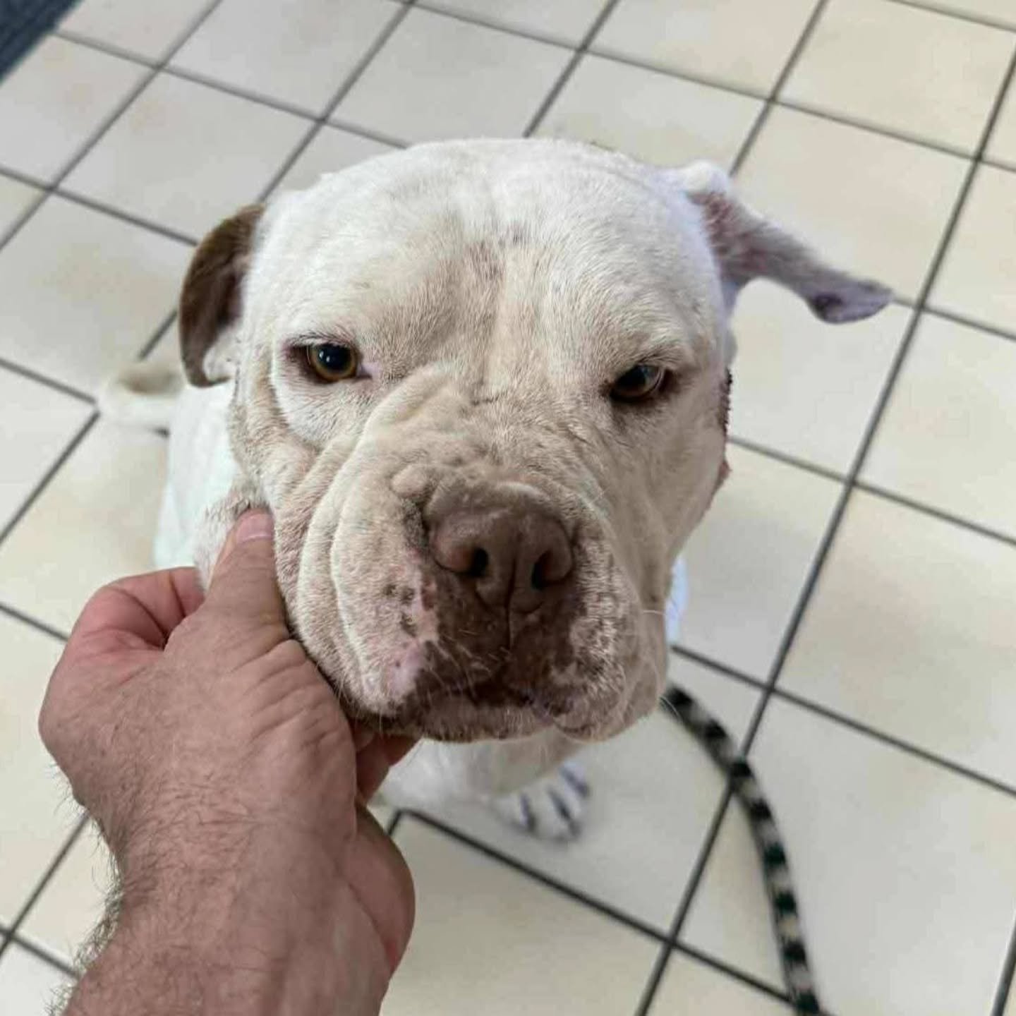 BENTLEY - FOSTER NEEDED/FOSTER TO ADOPT 
📅ARRIVAL DATE NOV 14

This sweet boy hasn&rsquo;t had it easy, but his gentle heart still shines! 

Bentley is about 18&ndash;20 months old, 55 lbs, and he will make your heart melt. . He&rsquo;s dog and peop