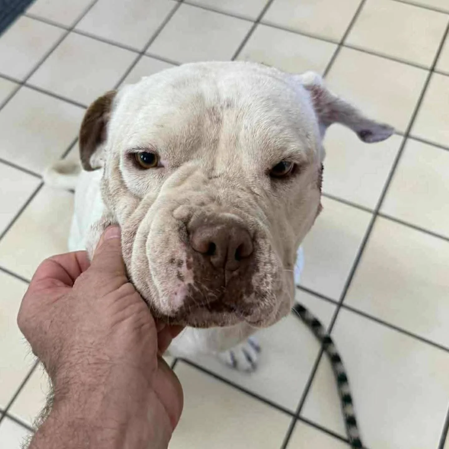 BENTLEY - FOSTER NEEDED/FOSTER TO ADOPT 
📅ARRIVAL DATE NOV 14

This sweet boy hasn&rsquo;t had it easy, but his gentle heart still shines! 

Bentley is about 18&ndash;20 months old, 55 lbs, and he will make your heart melt. . He&rsquo;s dog and peop