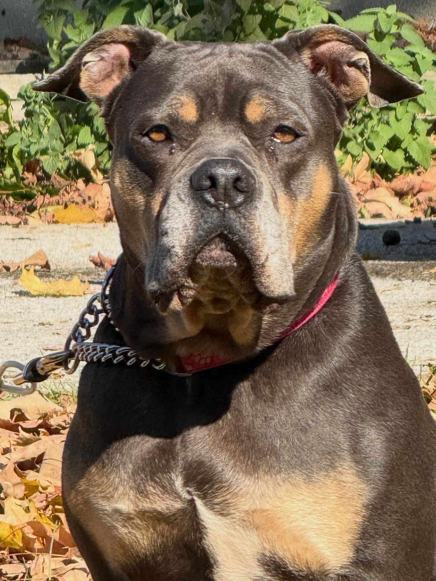 ATHENA &ndash; AVAILABLE FOR ADOPTION 
Sweet Athena a 4 year-old American Bully mix weighing in at 72 pounds of pure love, personality, and goofiness! This beautiful girl is a total sweetheart who adores being with her people. She&rsquo;s the definit