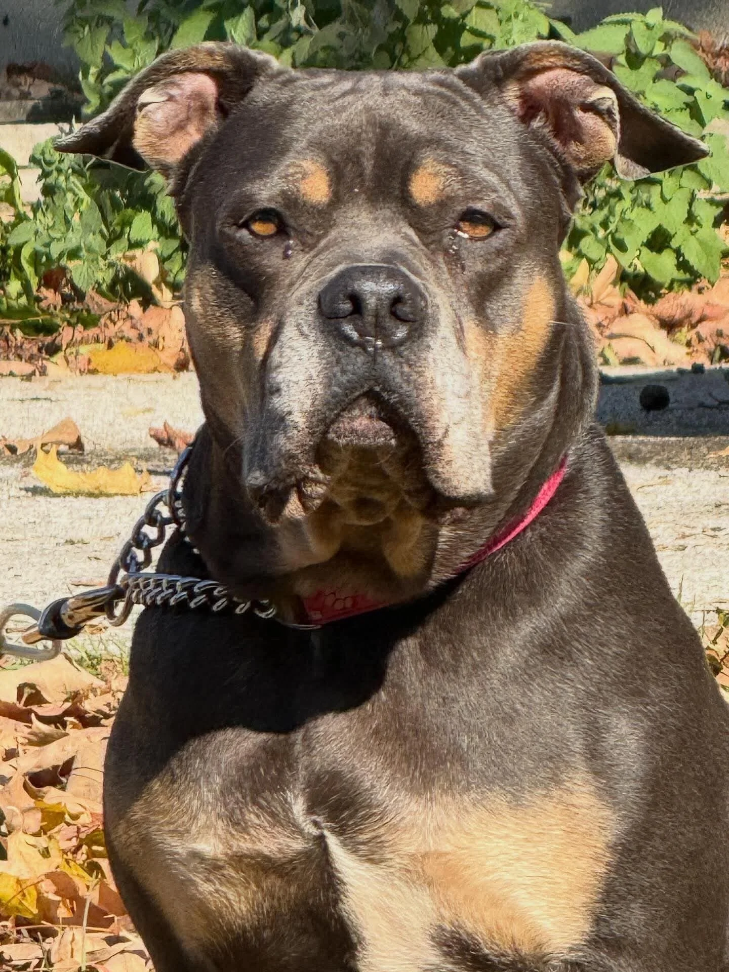 ATHENA &ndash; AVAILABLE FOR ADOPTION 
Sweet Athena a 4 year-old American Bully mix weighing in at 72 pounds of pure love, personality, and goofiness! This beautiful girl is a total sweetheart who adores being with her people. She&rsquo;s the definit