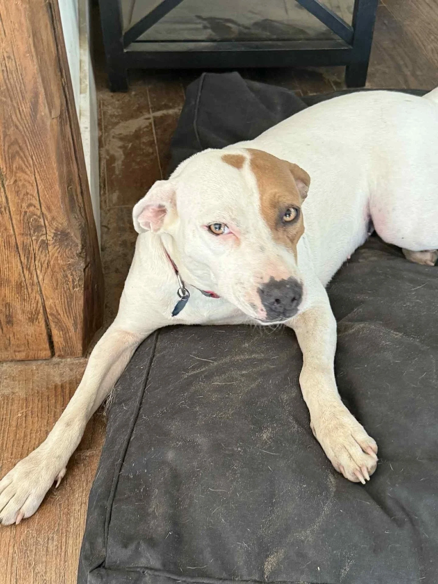 🚨🚨FOSTERS NEEDED / FOSTER-TO-ADOPT OPPORTUNITIES 🚨🚨

These dogs need committed fosters, so we can save them. Each one is fully vetted, healthy, and ready to give all the love they have - they just need someone to believe in them. 

🚩ANGEL 18&nda