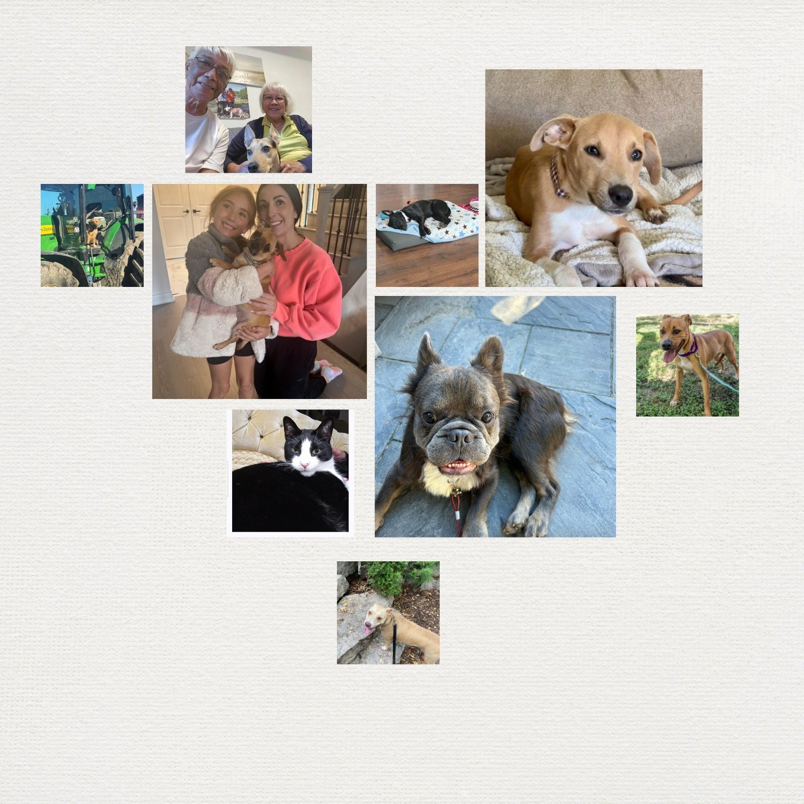 🌟 9 Adoptions in October - 7 New Lives Welcomed - and a Calendar Star is Born! 🌟

Rescue Family, you did it again! 🐾💛

This October, 9 amazing pets, including one fabulous cat! 🐱 - found their forever homes. That&rsquo;s 9 lives changed, 9 happy