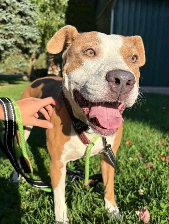 BRUNO - AVAILABLE FOR ADOPTION

Meet Bruno, or as his foster family affectionately calls him, Cowboy - a charming 5-year-old American Bulldog mix with a big personality and an even bigger heart!  Bruno is a 60 lb, people-loving &ldquo;velcro dog&rdqu