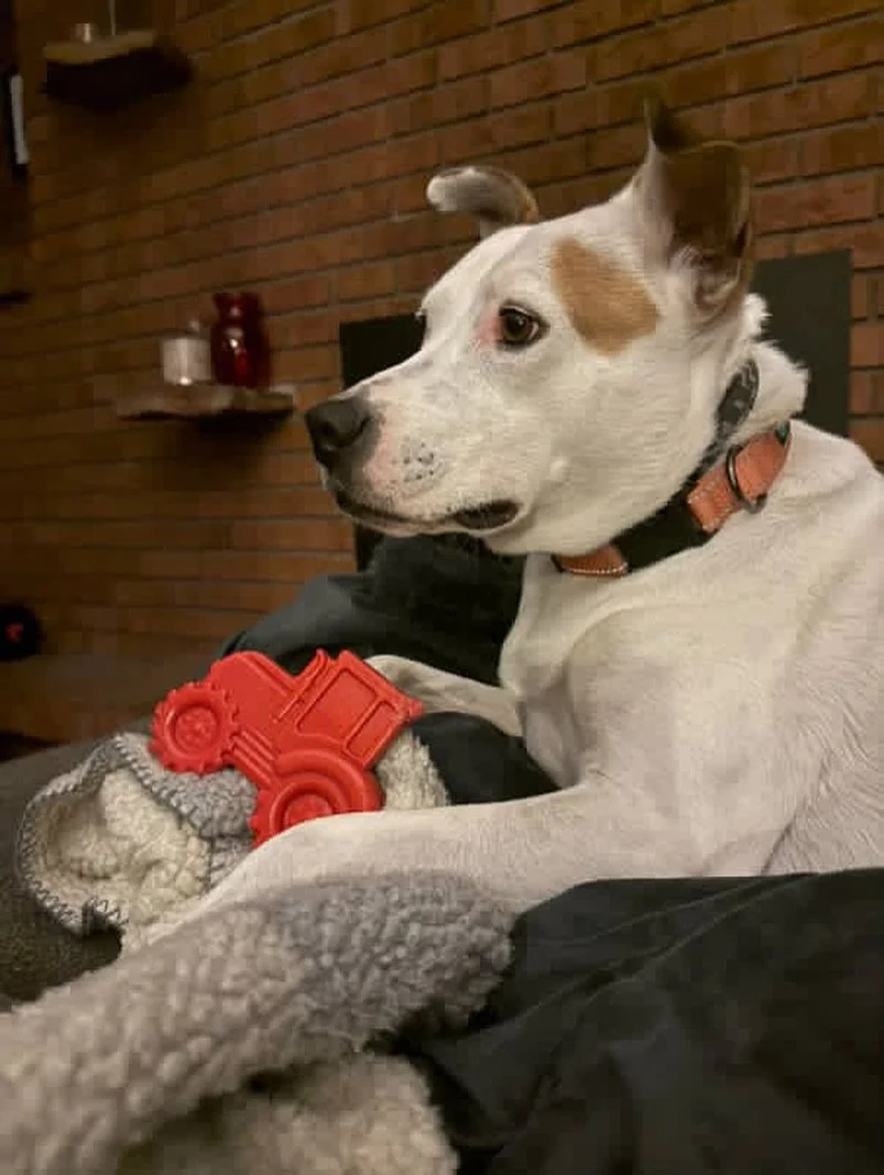 CALI - AVAILABLE FOR ADOPTION

Breed: Terrier Mix
Weight: 50 lbs

Cali has been in our care since April and we can&rsquo;t understand why&mdash;because once she feels safe, Cali shines as the sweetest, most affectionate girl! 💕

Personality

Cali ca