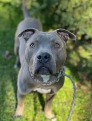 Titan &ndash; AVAILABLE FOR ADOPTION 

Say hello to Titan (aka T, T-Dog, T-Dot, or T-Man)  a 2&ndash;3-year-old American Bulldog mix weighing around 30 kg of pure love, silliness, and charm! Titan is the kind of dog who fills every room with laughter