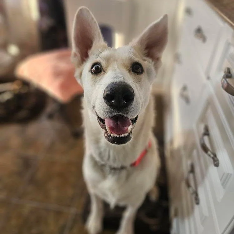 🐾💖 Pick-A-Puppy to Sponsor! 💖🐾

Meet Faith and her adorable new babies! Faith needs ongoing medical care, and sponsoring one of her pups helps cover their vetting while we focus on giving mom the care she deserves. 💕

✨ What&rsquo;s included:
💗