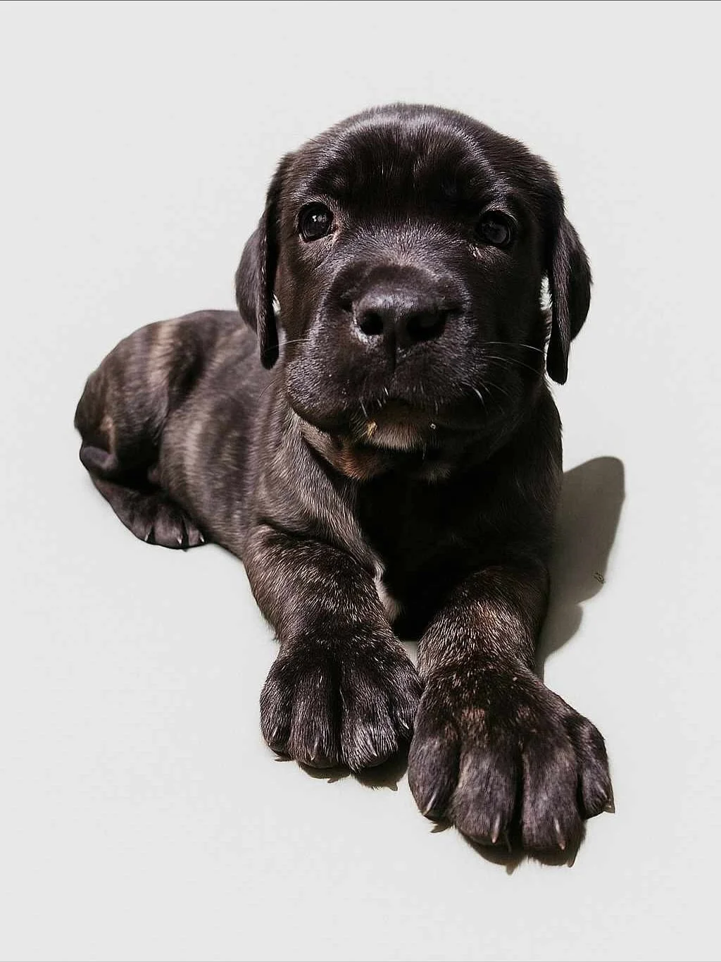 FREDDY - AVAILABLE FOR ADOPTION

🐾 Meet Freddy -  The Last of the Litter! 🐶

Say hello to Freddy, the last (and possibly most charming!) pup of Blue and Nala&rsquo;s litter. At just 7 weeks old, this handsome little guy is already showing the best 