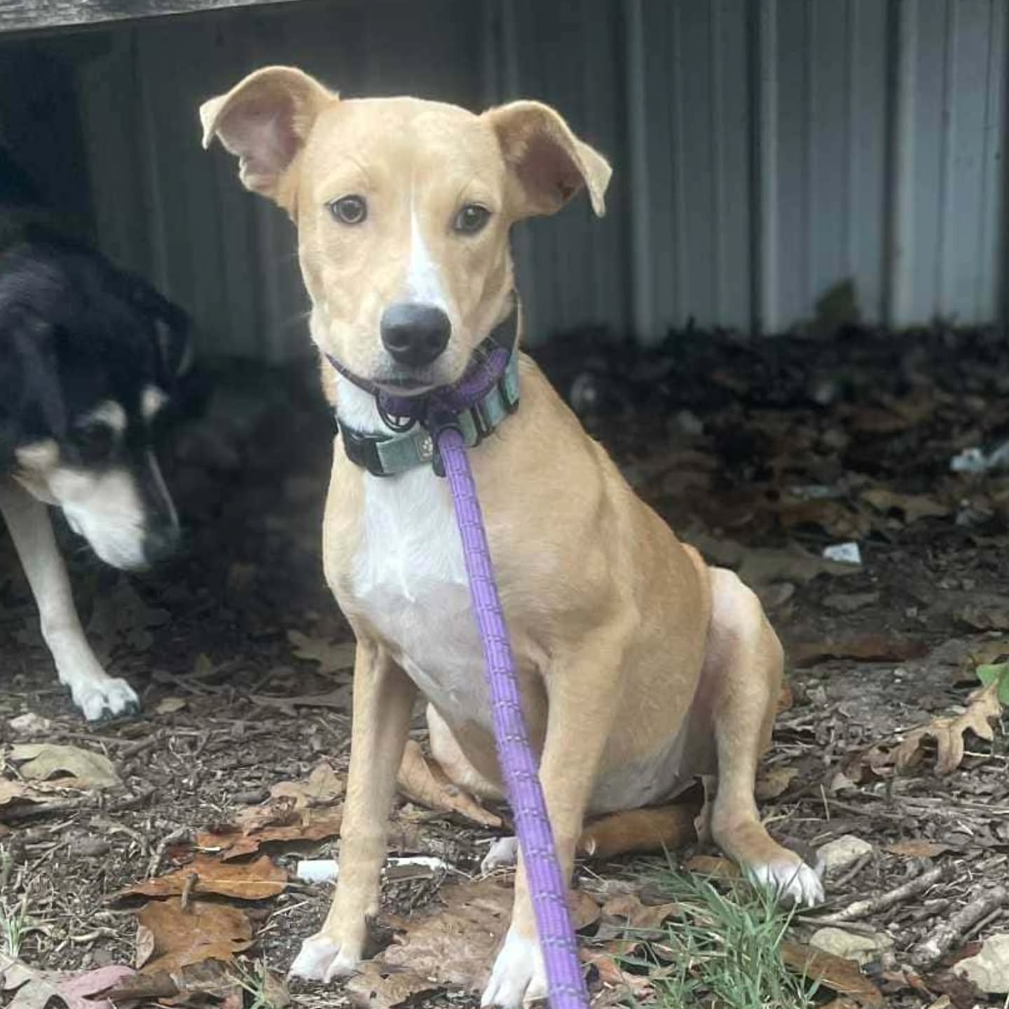 Raspberry &amp; Pudding - FOSTERS NEEDED/FOSTER TO ADOPT 
Age: 8 months
Breed: Mixed breeds
Size: 25lbs medium sized pups

📅DATE: FRIDAY NOVEMBER 14TH 

Raspberry and Pudding are two sweet, shy pups who haven&rsquo;t had much love in their young liv