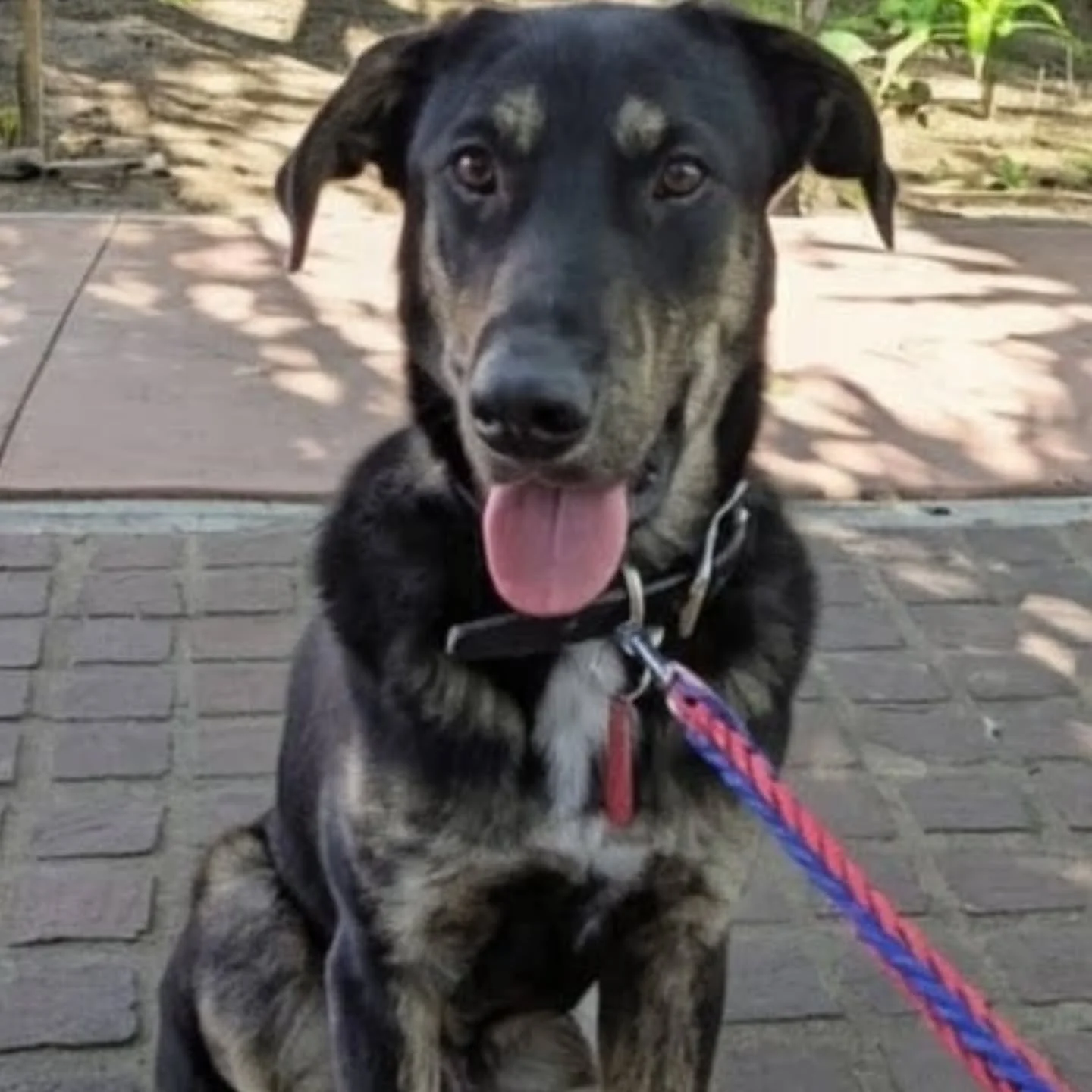 Smokey - FOSTER NEEDED/FOSTER TO ADOPT 
URGENT PLACEMENT NEEDED FOR SUNDAY NOVEMBER 16th. 8AM 

⚠️ He needs a a foster or he will be left behind..please share ⚠️

Location: From Mexico &mdash; now ready for adoption in Canada 🇨🇦
Age: Approximately 