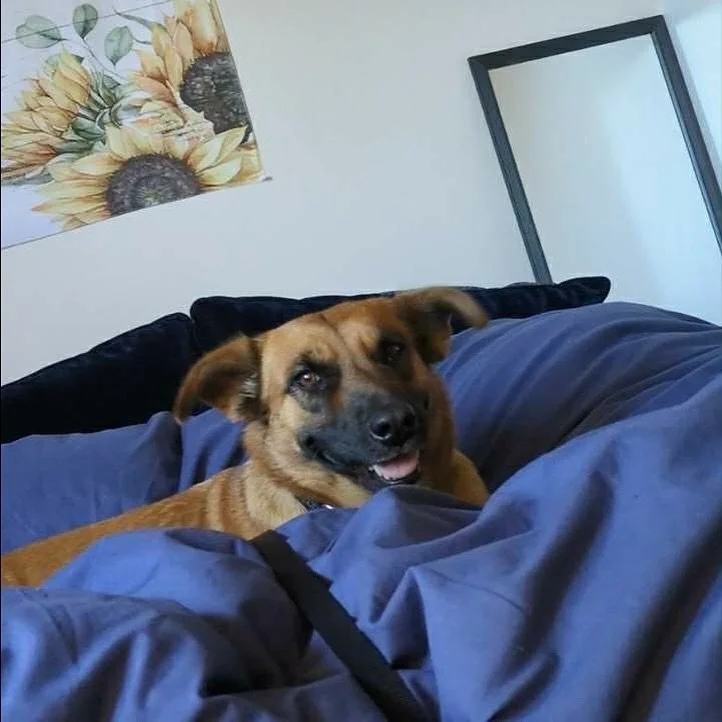 Chepina - AVAILABLE FOR ADOPTION 

Chepina, affectionately known as Peanut, is a 4-year-old Shepherd x Dachshund &ldquo;Lowrider&rdquo; mix weighing about 30 pounds. She is a sweet, gentle girl who lives for pets and belly rubs - she&rsquo;ll even gi