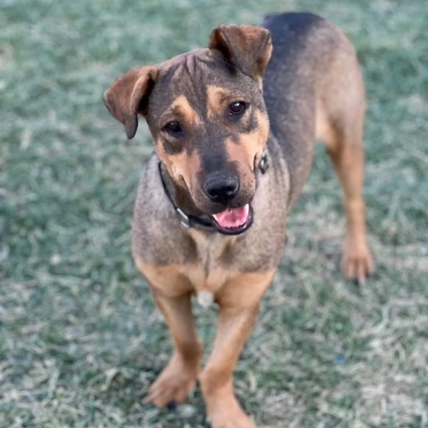 CHAPIN - FOSTER NEEDED/FOSTER TO ADOPT&nbsp;

⚠️⚠️Chapin is scheduled to arrive Sunday from Mexico. He needs a committed foster fo Sunday November 16th at 8AM&nbsp;⚠️⚠️

Introducing Chapin, a handsome Shepherd mix who is just over one and a half year