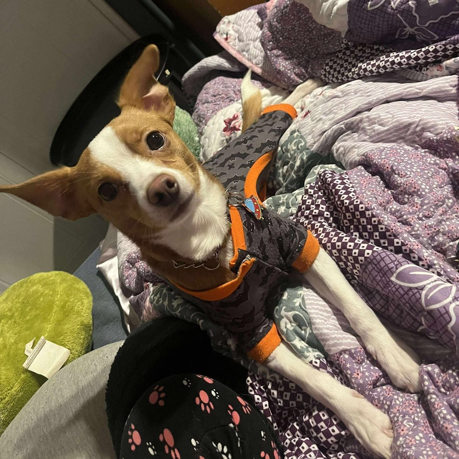 GUS - FOSTER NEEDED/FOSTER TO ADOPT

Say hello to Gus, an adorable 1-year-old Jack Russell/Papillon/Chihuahua mix who weighs just 11 lbs &mdash; small in size but bursting with personality!

This smart boy has great recall, is crate-trained. Gus is v