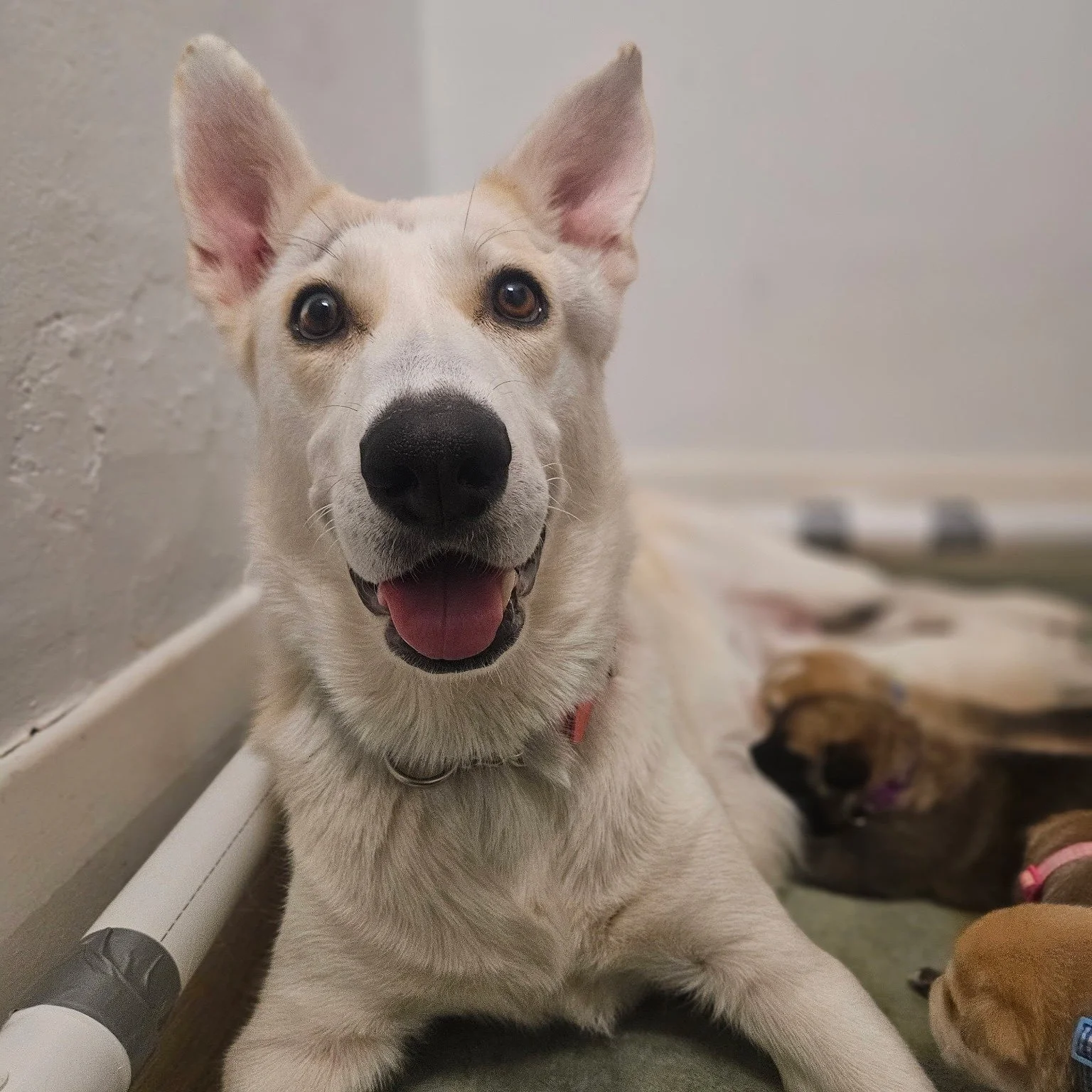 🐾💖 Pick-A-Puppy to Sponsor! 💖🐾

Meet Faith and her beautiful new babies &mdash; the inspiration behind our newest sponsorship campaign!

Faith is currently receiving ongoing medical care, and your sponsorship helps cover her puppies&rsquo; early 