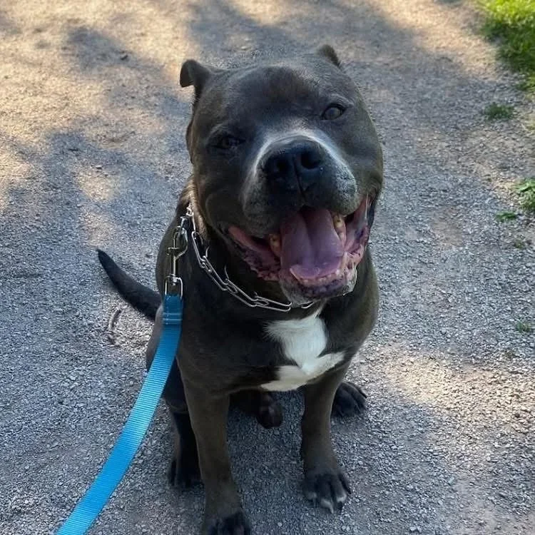 KOBE - AVAILABLE FOR ADOPTION 

🐾 Meet Kobe &ndash; The Gentle Giant Who&rsquo;s Down for Anything! 🐾

Can you believe this sweet boy hasn&rsquo;t had ONE single adoption application? 

We don&rsquo;t get it either&hellip; because Kobe is AMAZING. 