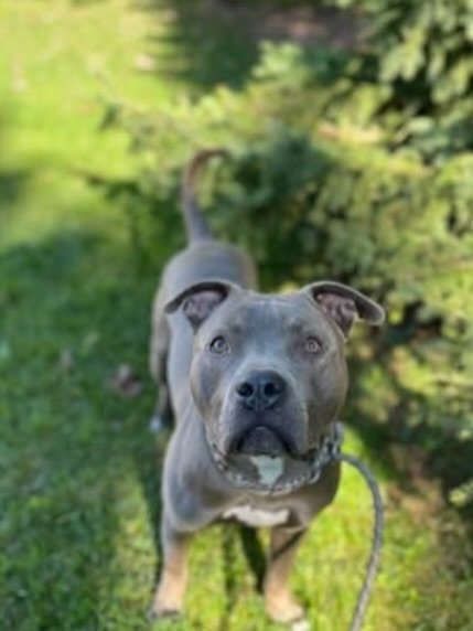 Titan &ndash; AVAILABLE FOR ADOPTION 

Say hello to Titan (aka T, T-Dog, T-Dot, or T-Man)  a 2&ndash;3-year-old American Bulldog mix weighing around 30 kg of pure love, silliness, and charm! Titan is the kind of dog who fills every room with laughter