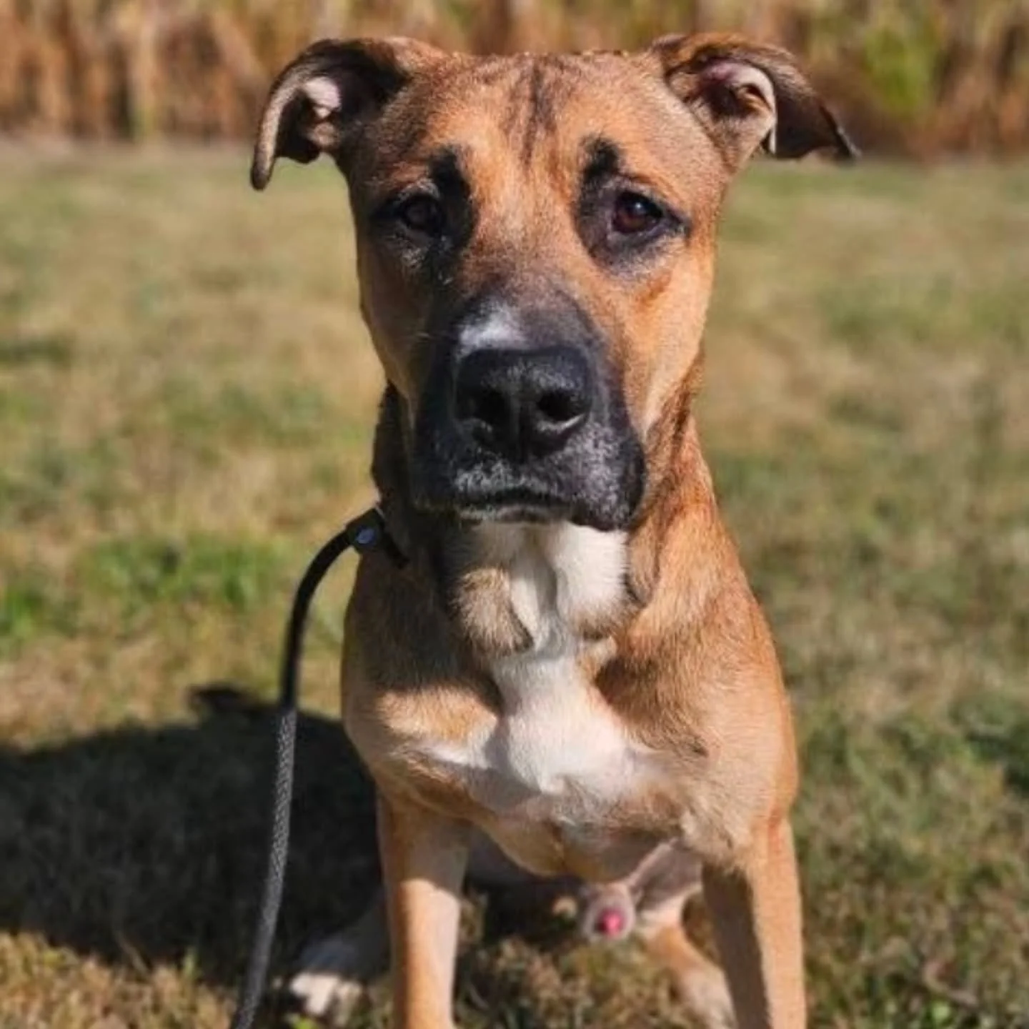 FRANKLIN &ndash; AVAILABLE FOR ADOPTION /FOSTER TO ADOPT 

Meet Franklin, a 3-year-old Mastiff x German Shepherd mix who&rsquo;s as goofy and lovable as he is resilient. For the first three years of his life, Franklin was locked away in a room with n