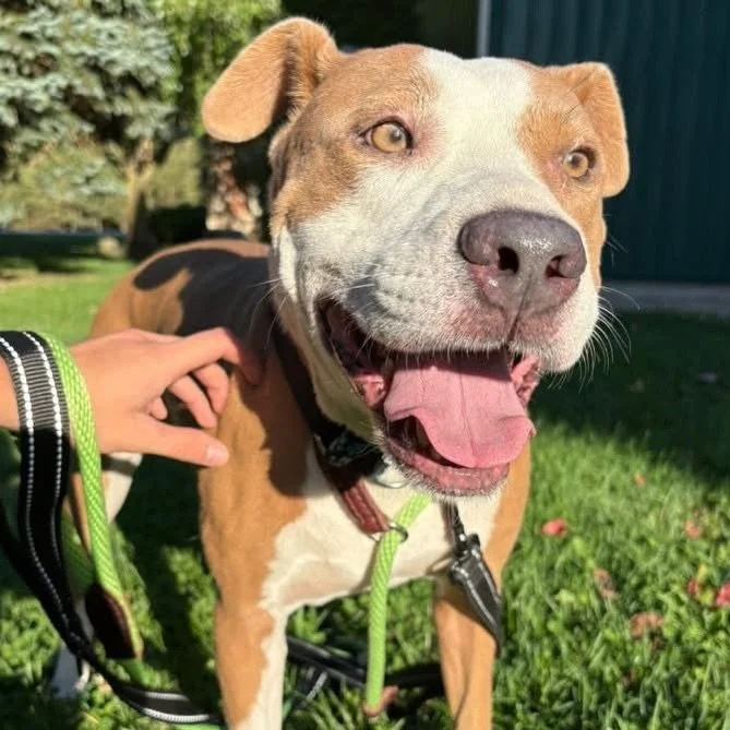 BRUNO - AVAILABLE FOR ADOPTION

Meet Bruno, or as his foster family affectionately calls him, Cowboy - a charming 5-year-old American Bulldog mix with a big personality and an even bigger heart!  Bruno is a 60 lb, people-loving &ldquo;velcro dog&rdqu