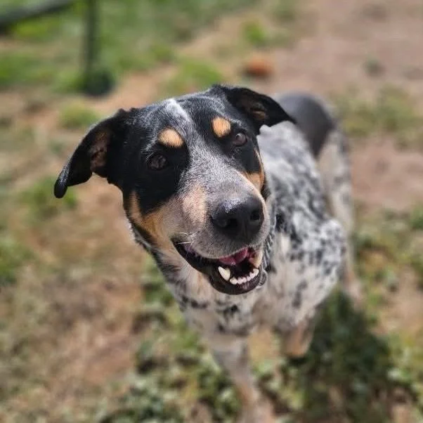 DIESEL &ndash; AVAILABLE FOR ADOPTION🐶

Diesel is a 7-year-old Heeler mix, weighing about 63 lbs, and he&rsquo;s ready to bring endless love, laughter, and loyalty to his forever family. From the moment you meet him, Diesel&rsquo;s sweet nature shin