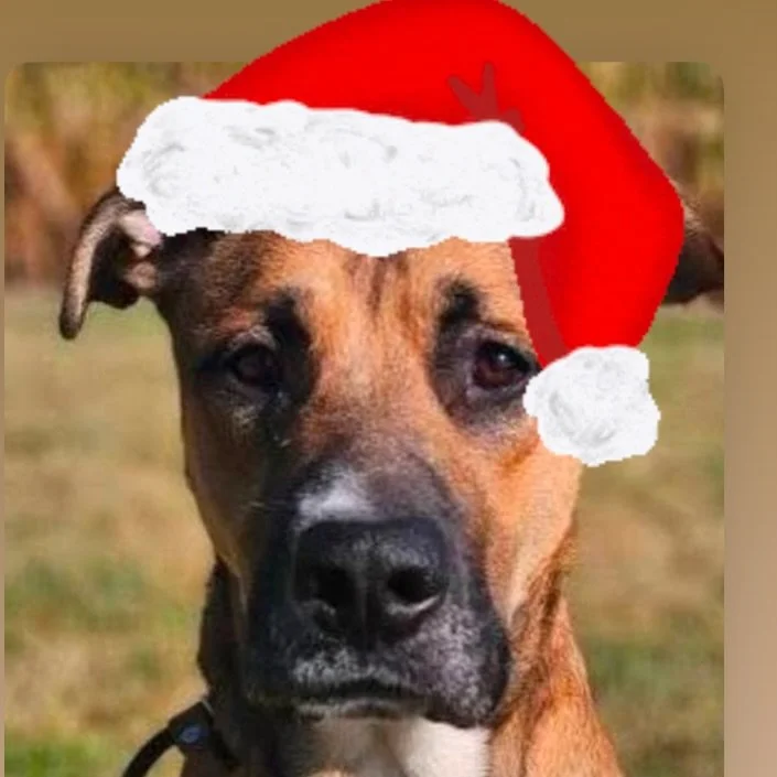 PLEASE SHARE TO HELP FRANKLIN FIND A FAMILY

Subject: North Pole Urgent Mail: A Letter from Franklin! 📬🐾

Dear Santa Paws, Mr. Kringle, Sir,

It&rsquo;s me, Franklin! I&rsquo;m a 3-year-old pupper&mdash;a big, goofy 74lb mix of Mastiff hugs and She