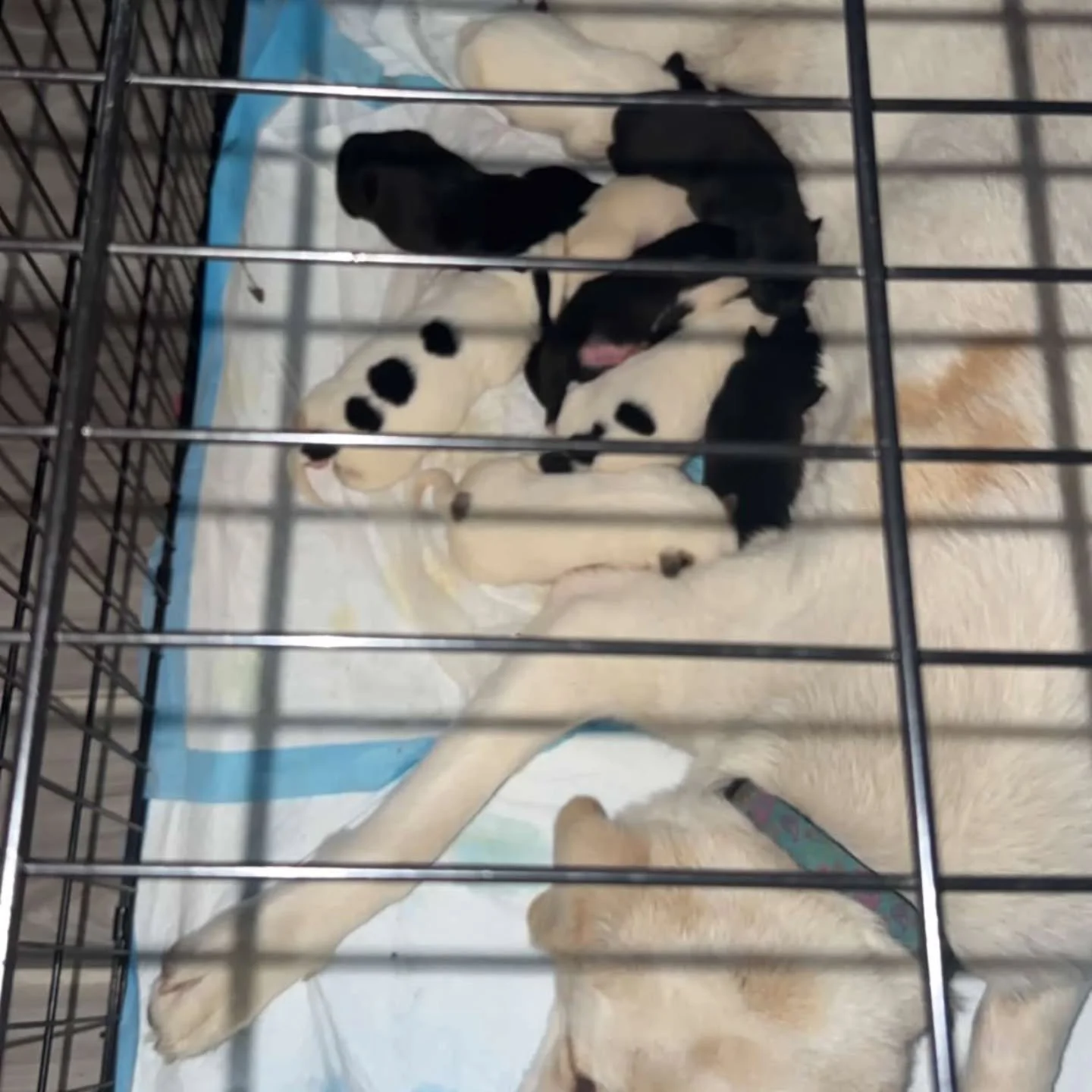‼️‼️URGENT RIDE NEEDED‼️‼️
9 PUPPIES FOUND ON THE SIDE OF THE ROAD.

WE NEED TO FIND A RIDE FOR TONIGHT AT 7PM IN GUELPH AT HIGHWAY 6 CARPOOL 
DROP OFF 🚗 ST. MARYS 

PLEASE DM US IF YOU CAN HELP OR EMAIL INFO@THEDOGRESCUESOCIETY.NET