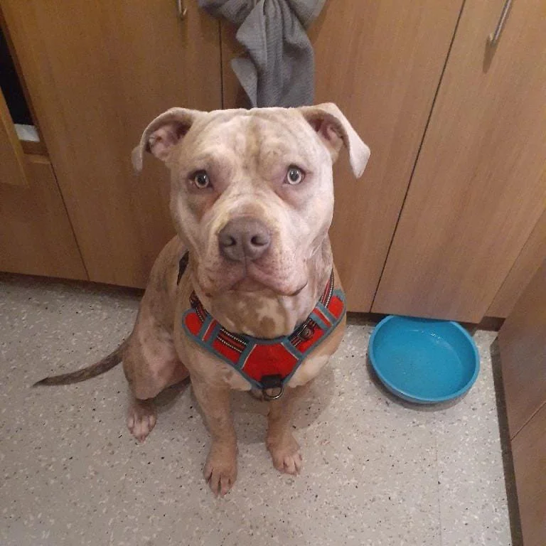 KRYPTO - FOSTER HOME NEEDED 

Meet Krypto, a 1-year-old American Bulldog mix who has been through a lot and is now in urgent need of a stable, supportive foster home. He was abandoned and taken in by a kind person who wants the best for him, but due 