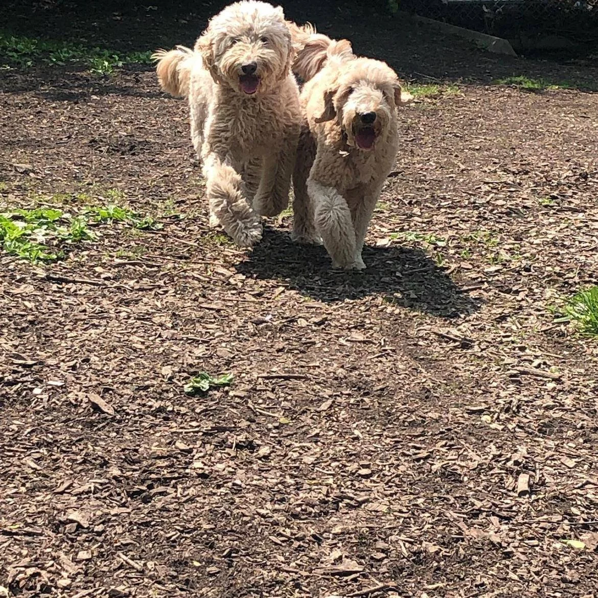 BUDDY &amp; KASH - FOSTER HOME(S) NEEDED

These boys do not need to be fostered together.

Buddy (8-year-old, 80 lb Golden Doodle) and Kash (4-year-old, 55 lb Golden Doodle) urgently need foster placement. Their family recently lost their home and ca