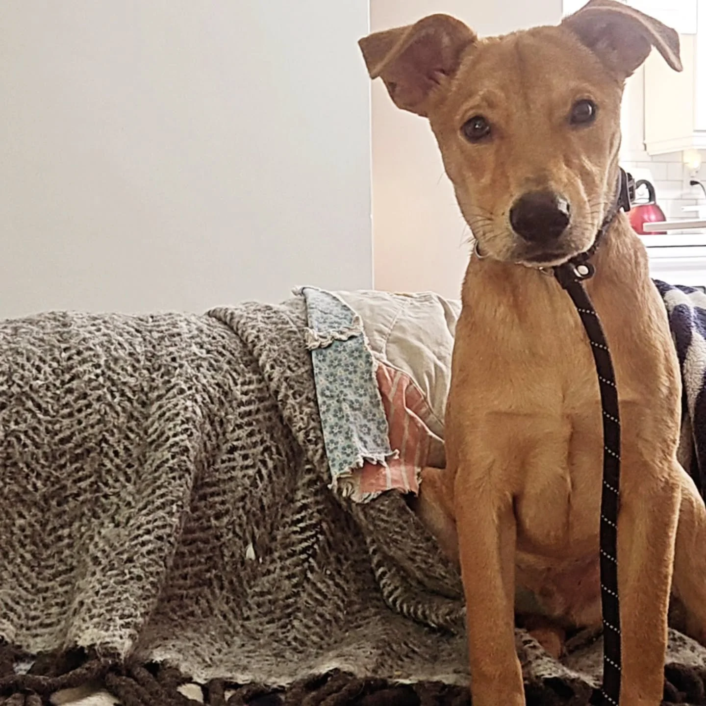 PUDDIN' - AVAILABLE FOR ADOPTION&nbsp;

Puddin - also affectionately called &ldquo;Boo Boo&rdquo; is an adorable 8-month-old lab/chi mix, weighing around 25 pounds. He&rsquo;s a shy and sweet little guy, a bit nervous at first, but once he feels comf