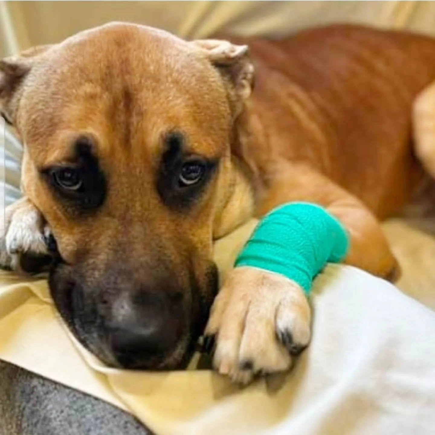 FRANKLIN- AVAILABLE FOR ADOPTION 

‼️REDUCED ADOPTION FEE‼️ please share and help us find this good boy his forever home. We are reducing his fee is hopes of finding his people. 

Franklin, known as Frankie or Frank- is a 3-year-old Mastiff/German Sh