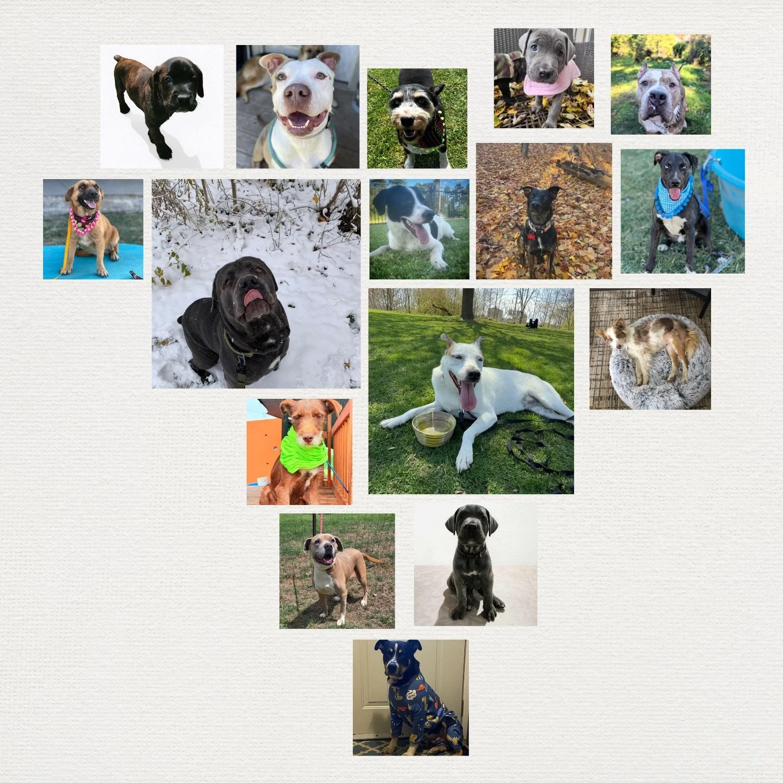 🌟 16 Adoptions in November - A Longtime Resident Found Home - &amp; Our 2026 Calendars Have Arrived! 🌟

Rescue Family, what an incredible month! 🐾💛

This November, SIXTEEN wonderful dogs found their forever homes. That&rsquo;s sixteen happy famil