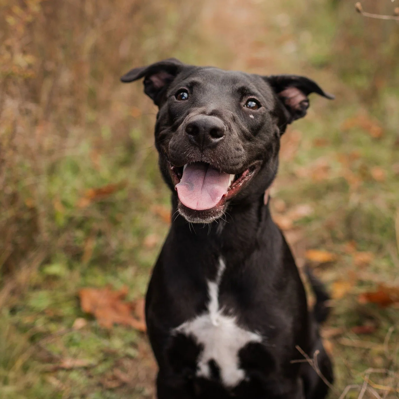 🎉🐾 Our 2026 Dog Rescue Society Calendar is HERE &mdash; and it&rsquo;s stunning!

Thank you to everyone who entered and voted in our Calendar Contest, and a big congratulations to our cover star Rusty, one of our amazing DRS alumni! 💛✨

🗓️ Calend