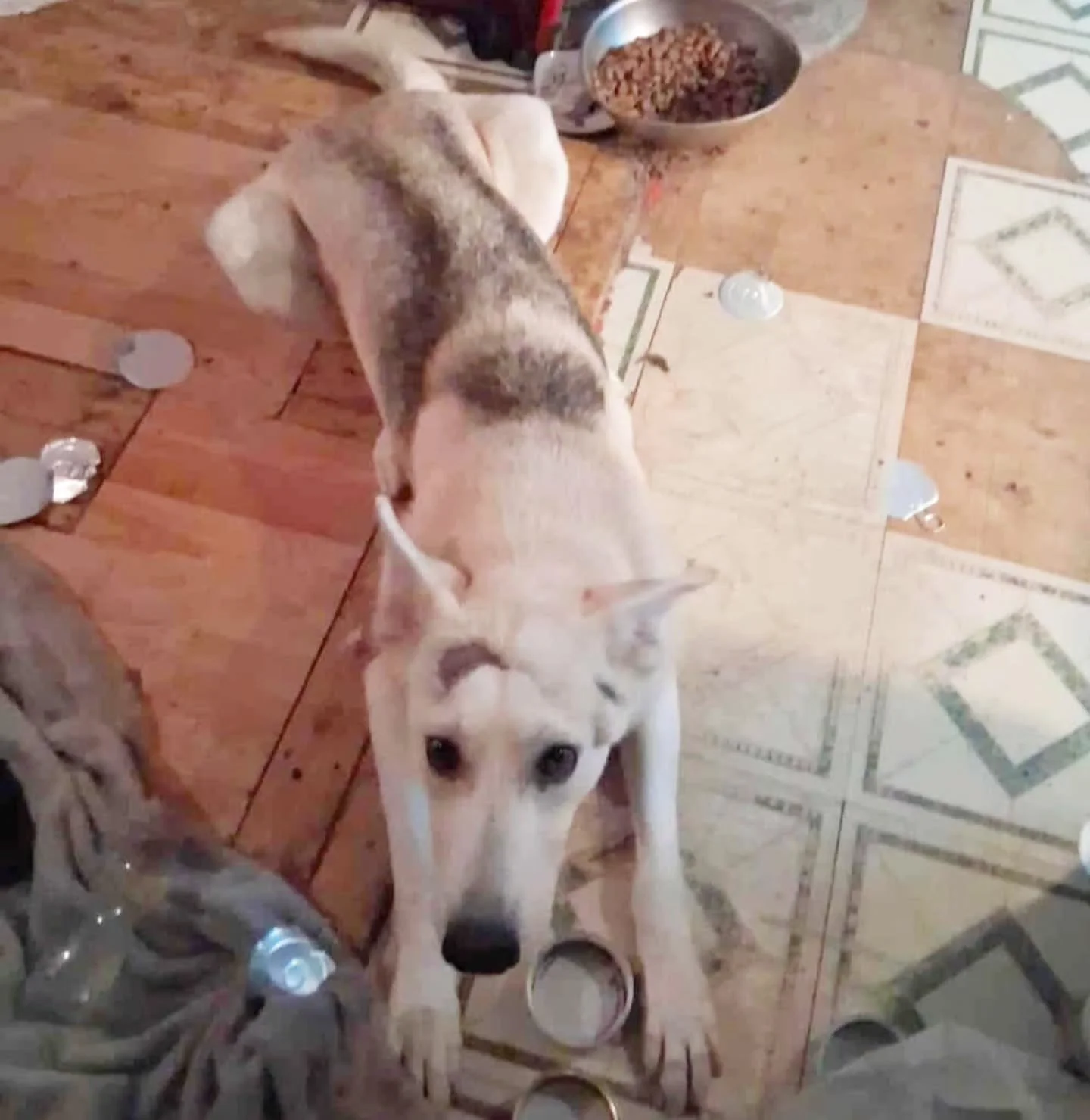 ‼️ Faith&rsquo;s Story and Why She Needs Us Now More Than Ever ‼️

Faith is our sweet Mama. A gentle, loving soul who has endured more in her young life than any dog ever should.

She came to us from truly deplorable conditions. She had been living i