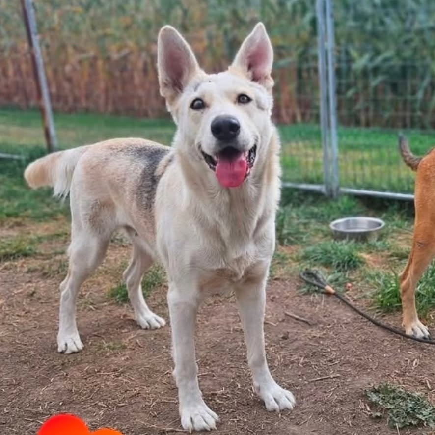 FAITH &ndash; AVAILABLE FOR FOSTER-TO-ADOPT OR ADOPTION 

Our beautiful Mama is officially ready to start looking for her family. 😍 We are so proud to help this sweet girl start her new chapter.Faith, a stunning 3-year-old Husky/Shepherd mix (&asymp