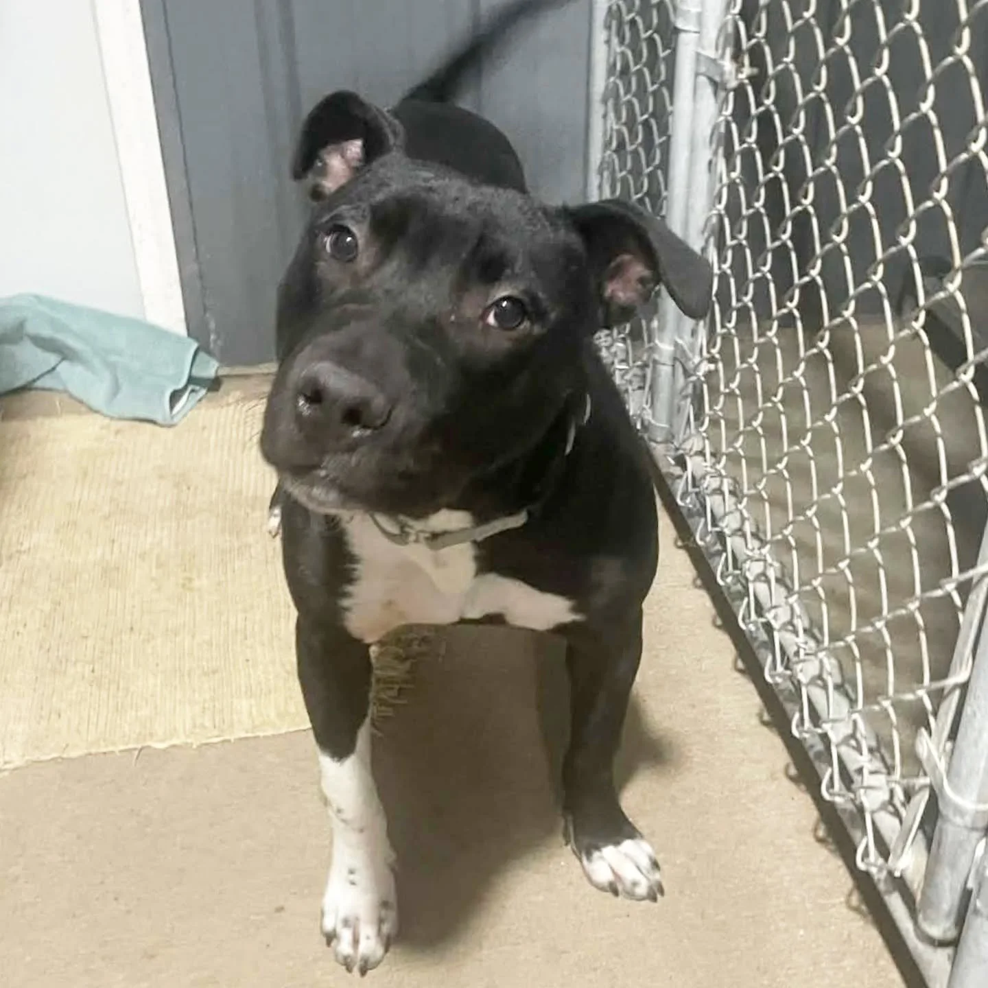 ‼️DIESEL - IMMEDIATE FOSTER NEEDED/FOSTER TO ADOPT‼️

If we are going to save Diesel he will need a confirmed foster for Sunday Dec. 14 @ 9AM 📅

Diesel is a 10-month-old American Bulldog with a big heart and an even bigger desire to love and be love