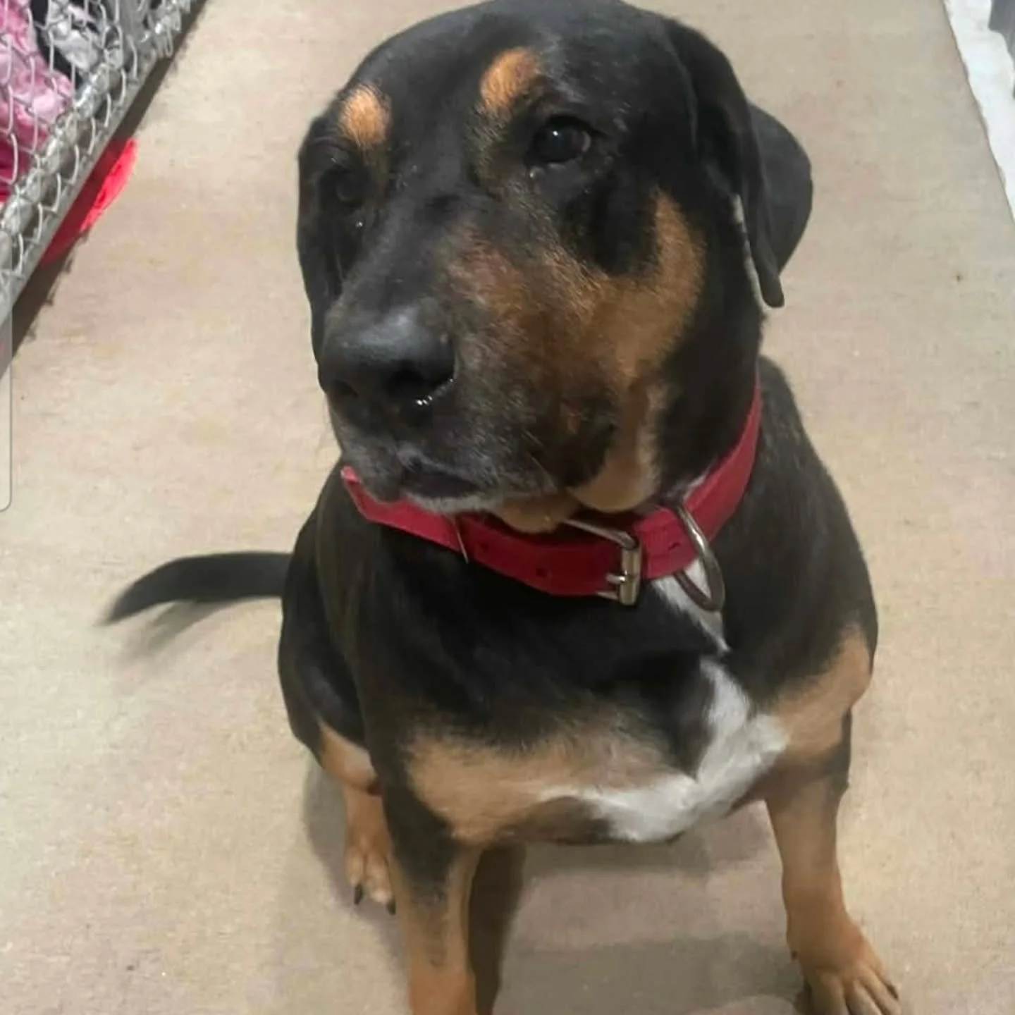 OLD DOG LEFT BEHIND 😭

Meet Kuma || 6 years old || Mixed Breed.

Through no fault of his own, Kuma was left behind. With a shortage of fosters, this gentle, loving boy is facing the holidays locked up and alone. Just by looking at him, I can see how