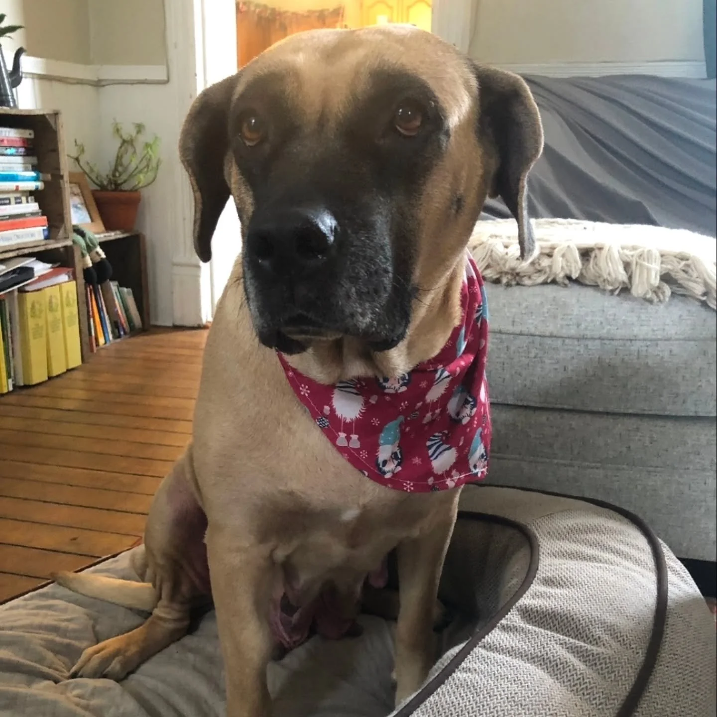 NALA - AVAILABLE FOR ADOPTION 

Nala is a sweet, gentle mama with a huge heart and an even bigger love for her people. Thought to be around 4 years old, this mastiff mix (possibly with some boxer or lab) came into care at about 90 lbs after raising h