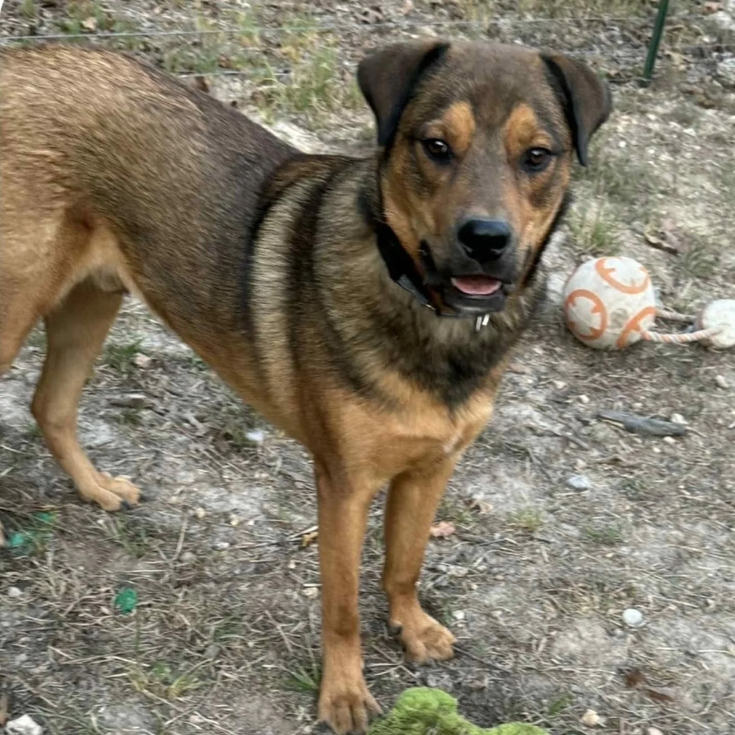 PALMER - AVAILABLE FOR ADOPTION&nbsp;

Meet&nbsp;Palmer, the sweetest 1-year-old, 70 lb gentle giant looking for a calm, loving home! Palmer is the definition of a soft boy - &nbsp;loyal, sensitive, and happiest when he&rsquo;s curled up next to his 